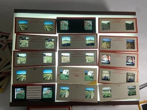 Vintage 1950s Kodachrome Stereo Slide Lot Flower Show & Floral Beauty Set of 30! - Picture 1 of 13