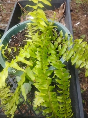BUY 1 GET 1 FREE!  GOLDEN FERN BEAUTIFUL!  EASY GROWER! WELL ROOTED PLANTS! - Image 1 of 4