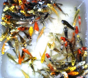 12-Lot Assorted 2”-4” live koi Standard Fin fish mixed koi lot pkf - Picture 1 of 4