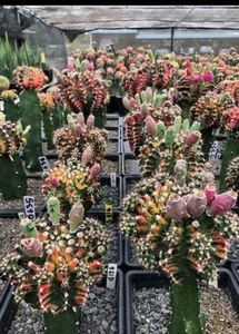 MEZCLA Gymnocalycium Variedad 100 Semillas Cactus Caktee + Certificado PHYTO - Imagen 1 de 3