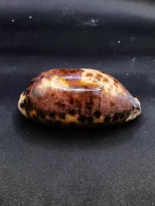 Cypraea testudinaria tortoise cowrie seashell 109mm Sea shell. Beach #12630 - Picture 1 of 5