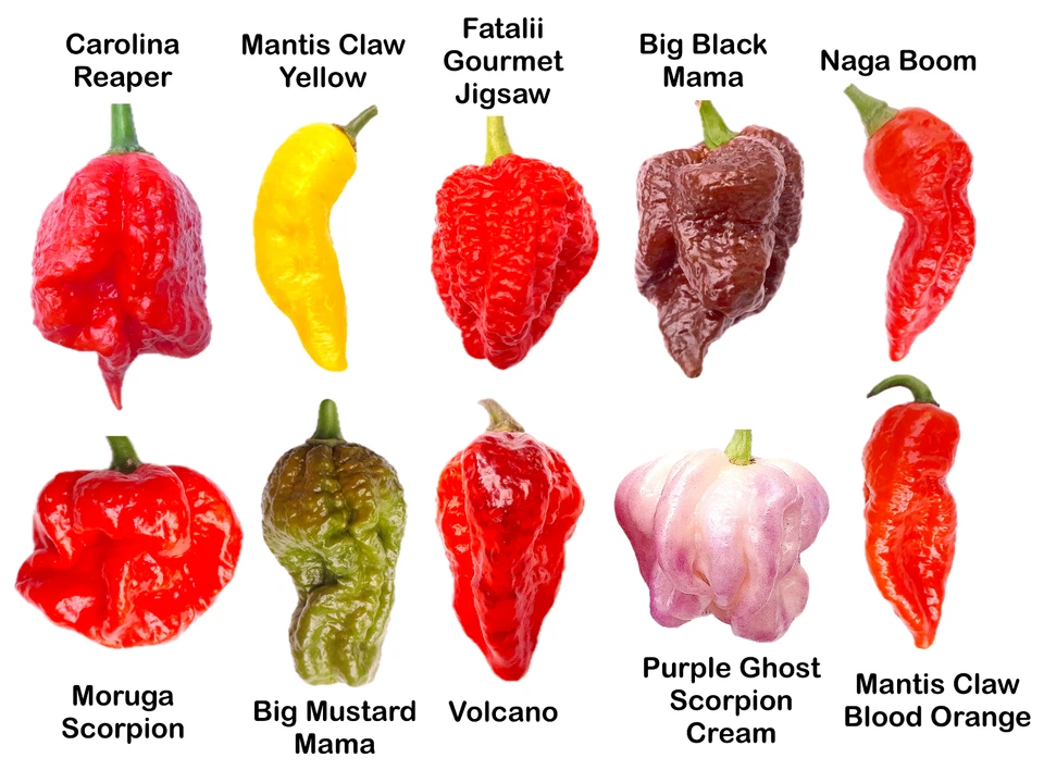 Worlds HOTTEST Chilli - PICK & MIX from 10 Varieties inc Carolina Reaper - Image 1 of 1