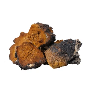 Cultivo líquido Chaga Inonotus oblicuo con instrucciones - Imagen 1 de 5