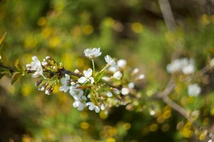 Canon EOS RF Fit Helios 44-2 58mm F2 Lens Black & White Swirly Bokeh R RF-S - Picture 1 of 9
