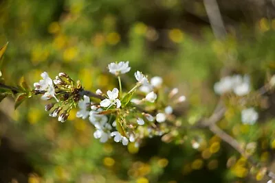 Nikon Z Fit Lens Helios 44-2 58mm F/2.0 Legendary Swirly Bokeh BK Mirrorless - Image 1 of 4