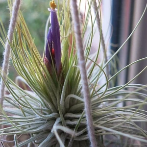 Seltene Tillandsien 'Ionantha', Luftpflanzensamen für Ihren Indoor-Garten - Bild 1 von 2