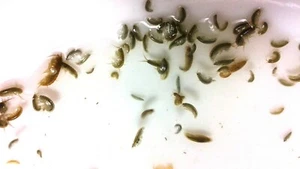 50+ AMPHIPODS 1/2 PORTION LIVE SALTWATER REEF SAFE FISH FOOD - Picture 1 of 3