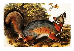 Postal Grey Fox 1851 acuarela John James Audubon, Sociedad Nacional - Imagen 1 de 4