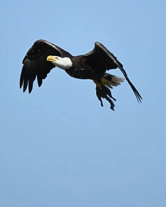 Color photographic print of an American bald eagle with a squirrel (8x10) - Picture 1 of 1