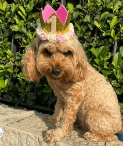 1st Fur Baby Dog/Cat Birthday Or Child’s Crown Party Hat - Picture 1 of 5
