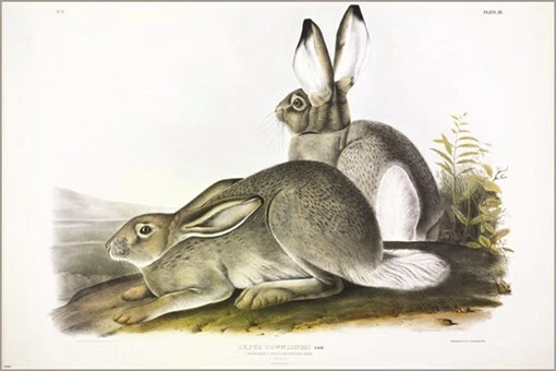 Liebre de las Montañas Rocosas de Townsend por John James Audubon Ilustración de Colección Arte Po Foto 1 de 1