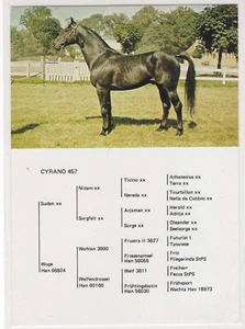 Horse Postcard Cyrano - Picture 1 of 2