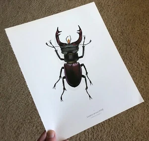 1982 Durin INSECTS - SUPERB COLOR ART PRINTS Many Options 11x13" YOU SELECT SetA - Picture 1 of 24