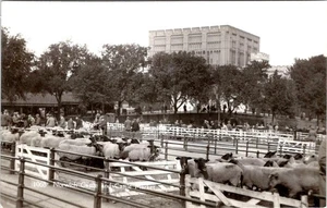 RPPC, England  NORWICH CASTLE & MARKET Sheep Pens  VINTAGE Real Photo Postcard - Picture 1 of 2