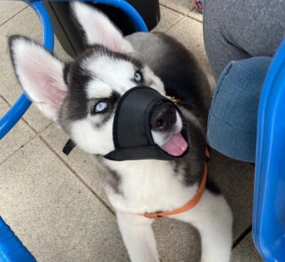 Dog Pet MUZZLE Mouth Nylon Cover Anti Stop Bite Chewing Breathable Obedience Aid