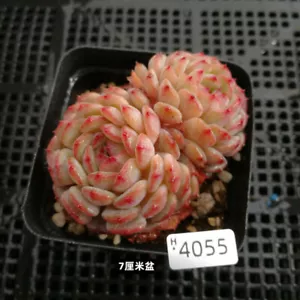 Planta Suculenta 3-4cm Hogar Maceta Jardín Decoración Hermosa Planta 1 Cabeza - Imagen 1 de 8