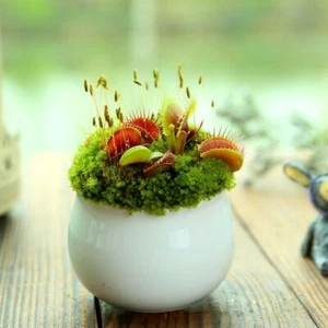Planta Carnívora 100 Venus Flytrap Semillas Dionaea Semilla Moscatero Bonsái - Imagen 1 de 7