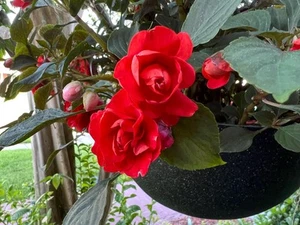 Glimmer BRIGHT RED Double / Camellia / Rose Impatiens Starter Plant (Not Seeds) - Picture 1 of 2