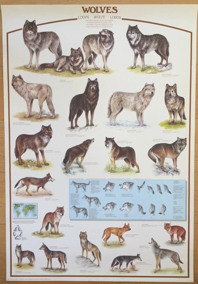 Hobby Poster Chart Wolves Of The World  Poster 27 x 39 - Image 1 of 1
