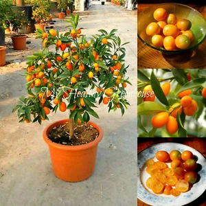 2 SAMEN Zwerg Kumquat Nagami Fortunella Margarita Töpfe Terrassen Obstbaum Pflanze - Bild 1 von 1