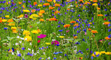 Bauerngarten-Mischung Ringelblumen, Zinnien, Mohn Wildblumenmischung 1000 Samen