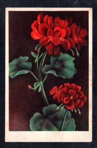 Cartolina  Fiori Gerani (AA215) - Picture 1 of 2