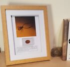 Burmese Amber 100 million years old Pseudoscorpion in a display frame
