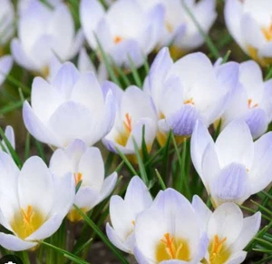 Dutch Crocus Lily : Smiling Beauty: $199 For 30 Bulbs : Free Postage - Picture 1 of 5