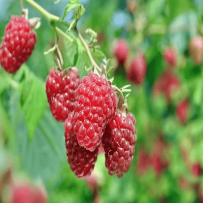Joan J Raspberry -  2 Red Raspberry Canes - Everbearing - Organic Grown - - Image 1 of 4