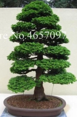 20 SEMILLAS para PINO BONSÁI #13 enano mini rara planta de jardín exótica vendedor de EE. UU. Foto 1 de 3