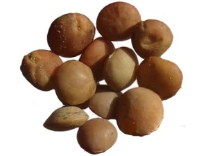 Lentille Multicolore D’Ombrie AB - Lens Culinaris - Lentil - SEM06