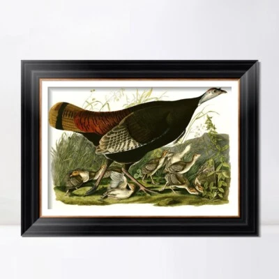 Lienzo enmarcado impresión giclee pavo salvaje por John James Audubon arte de pared decoración del hogar Foto 1 de 4