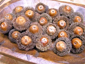 VENTI Ghiande Giganti Burr per artigianato, corone, riempitivi per ciotole, set 31 - Foto 1 di 3