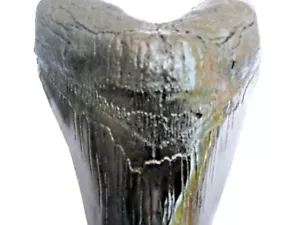 7 INCH LONG MEGALODON TOOTH REPLICA BIG FOSSIL GIANT RELIC TEETH HUGE SHARK NEW - Picture 1 of 10