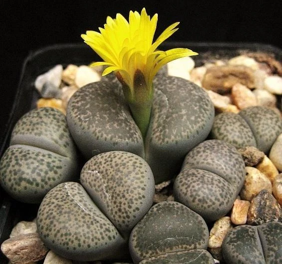 LITHOPS TERRICOLOR, rare mesembs exotic succulent living stones cactus 100 SEEDS - Image 1 of 1