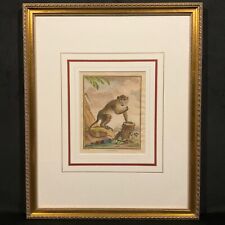 Antique 18th C. Framed Monkey Colored Engraving "L'Aigrette" By Comte de Buffon