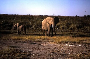 1972 Kodachrome Dia, Adult and Baby Elephant in the Wild - Bild 1 von 1