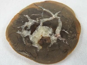 DIG-N-UTAH: SLAB WAYNE CO. UTAH SEPTARIAN ROUGH CAB # J 160 - Picture 1 of 3