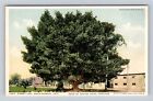 Santa Barbara CA-California, Rubber Tree, Rear Of Potter Hotel Vintage Postcard