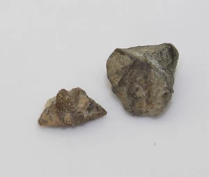 Brachiopode, Cyrtina heteroclita multiplica, Devon, Eifel, Kerpen, Eifel, D-x950 - Picture 1 of 8