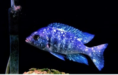 Star Sapphire Cichlid - Placidochromis sp. Phenochilus Tanzania -Live (4"+Male)  - Image 1 of 2