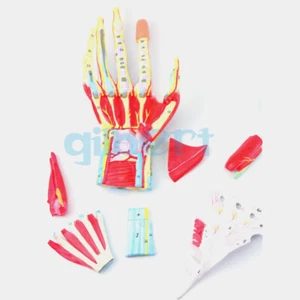 PVC Life Size Human 7 Parts Hand Anatomy Model Medical School - Picture 1 of 5