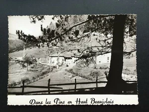 Carte Postale Ancienne Photo véritable - Dans les Pins en Haut Beaujolais - Picture 1 of 1