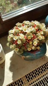 5 kleine Absenker Kaktus rote Früchte Mammillaria prolifera Fackelkaktus - Bild 1 von 10