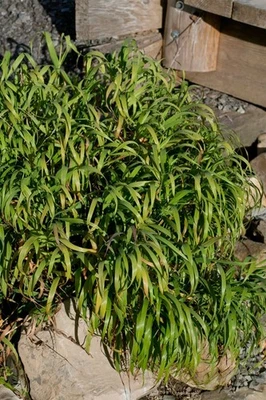 Melica altissima 'Atropurpurea', Ziergras, purpurrot, ca. 9x9 cm Topf - Bild 1 von 2