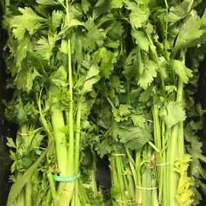 Chinese Celery Seeds, Yellow Stem, NON-GMO, Heirloom, FREE SHIPPING