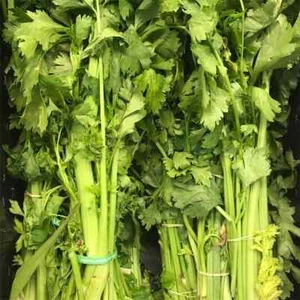 Chinese Celery Seeds, Yellow Stem, NON-GMO, Heirloom, FREE SHIPPING - Picture 1 of 2