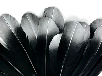 6 Piezas - Plumas Redondas "Águila de Imitación" Metálicas Punta Plateada Tom Foto 1 de 4