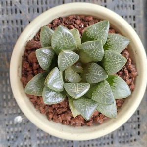Haworthia  Large,   about 10cm diameter Succulent - Picture 1 of 2