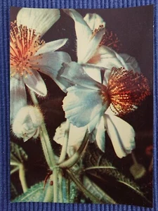 Old Postcard Ak Art Map Zimmerlinde Mauve Plants Flower - Picture 1 of 2